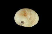 藏品(波形玉螺)的圖片